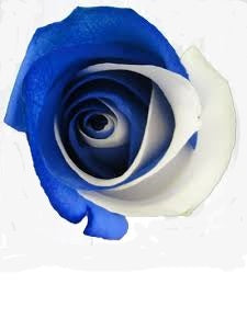 Blue and White Blue Devil Roses
