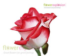 Blush Pink & White Rose