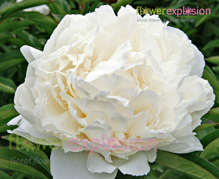 White Peonies January February