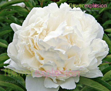 White Peonies July to September