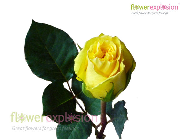 Brasil Yellow Rose