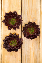 Brown Succulents