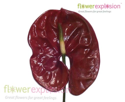 anthurium browning flowers Brown Anthurium
