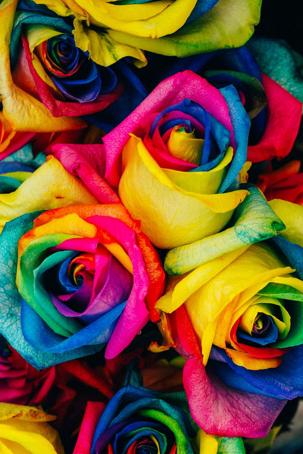 bulk rainbow roses