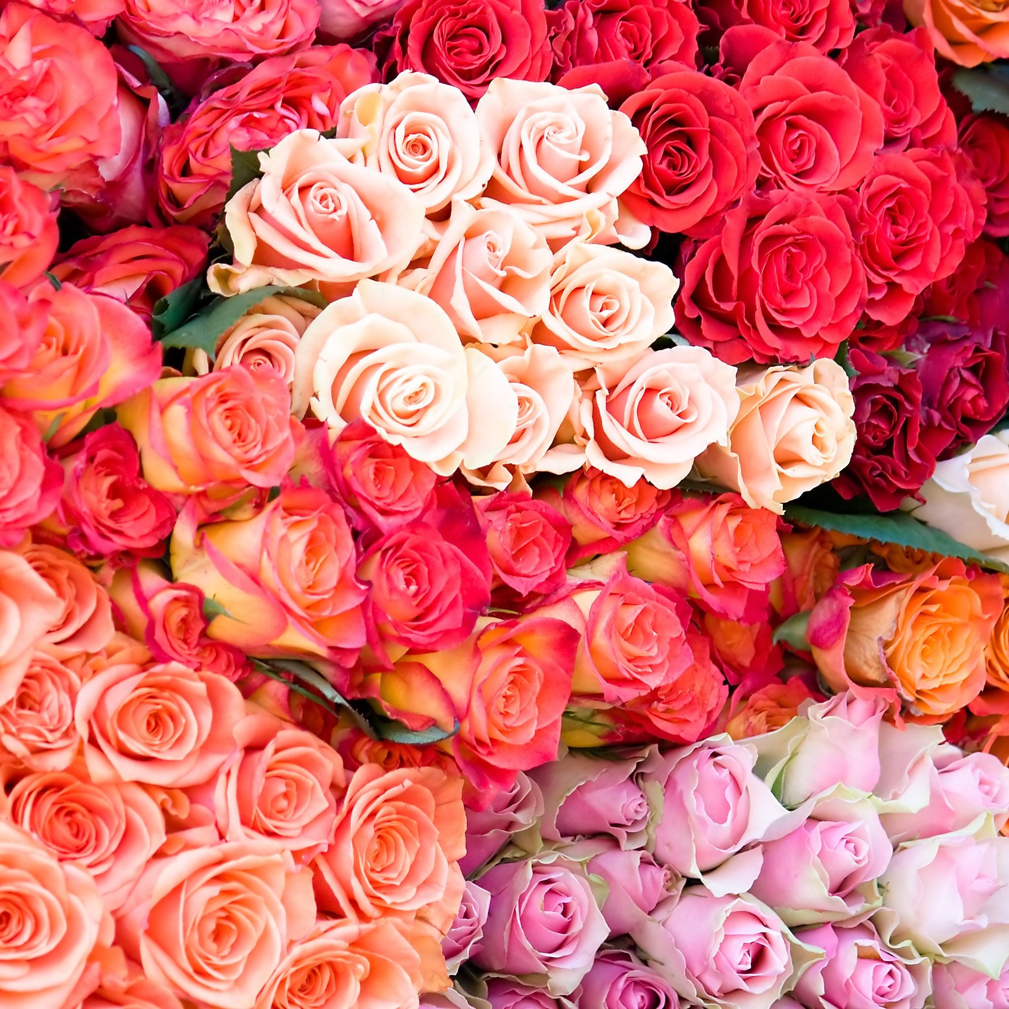 Wholesale Roses | DIY Wedding Flowers – Flower Explosion