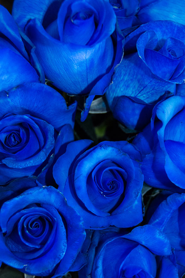 bulk blue roses