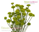 Green Button Poms