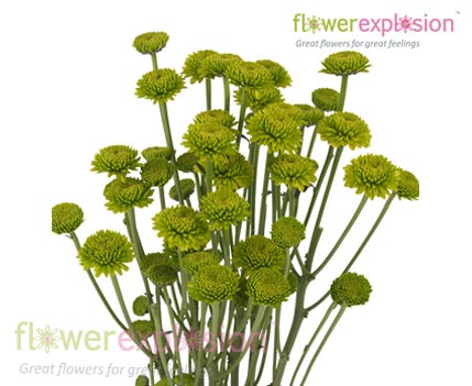 Green Button Poms
