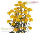 Yellown Button Poms