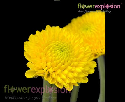 Yellown Button Poms