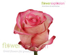 Carrousel Red & Cream Rose