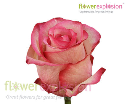 Carrousel Red & Cream Rose
