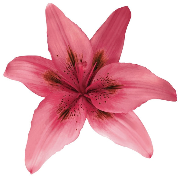 Hybrid Lilies - Cherry Pink