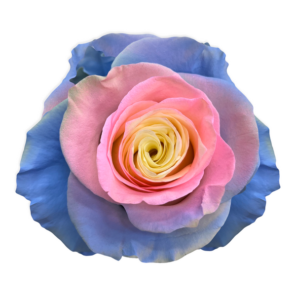 てぃんくる BLUE ROSE WORLD-SPECULAR COLLAPSE Stupell Industries Blue Flowers & Bokeh Floating Frame