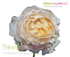 Classic Woman Garden Rose