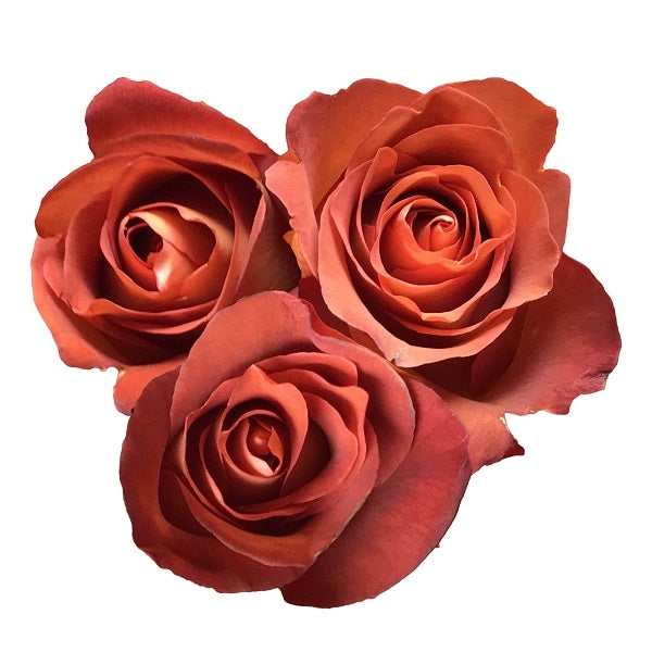 Copffee Break Roses Coffee Break Rose | Dark orange & Brown Rose | Wedding Rose – Flower ...