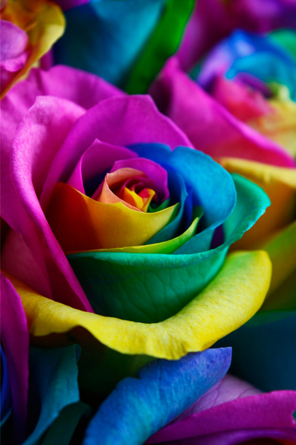 rainbow tye dye rose