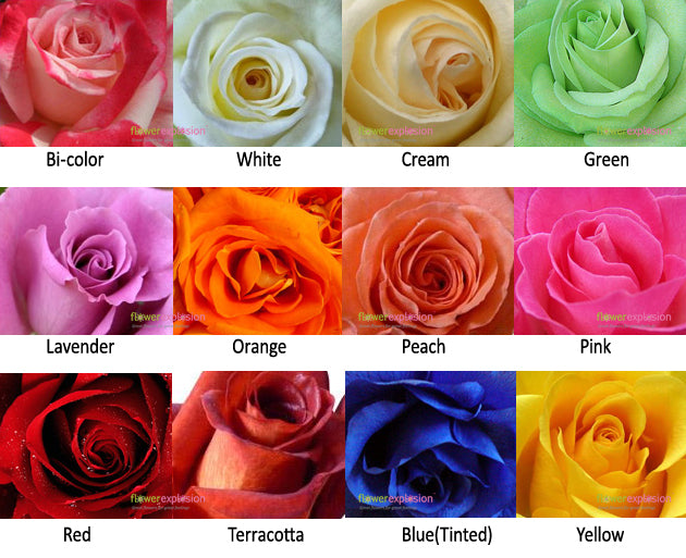 Colors of Roses Available