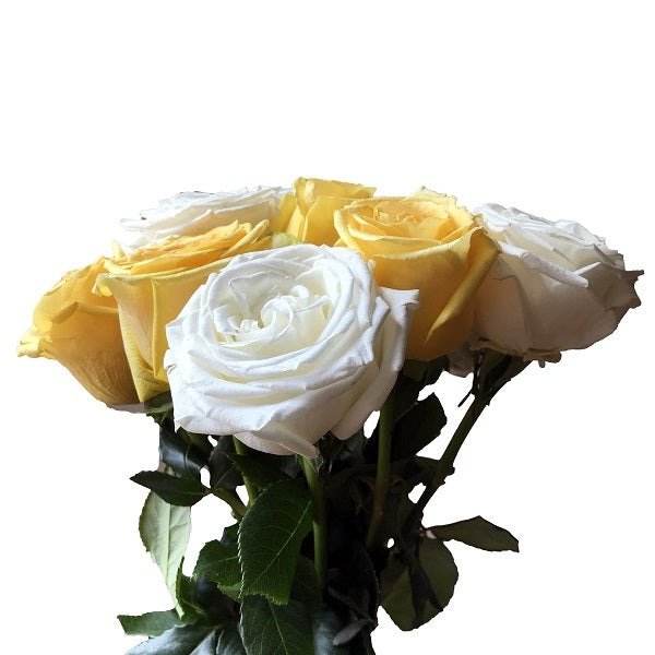Mixed Fresh Cut Roses - White and Yellow | 50 Stems – Flower Explosion