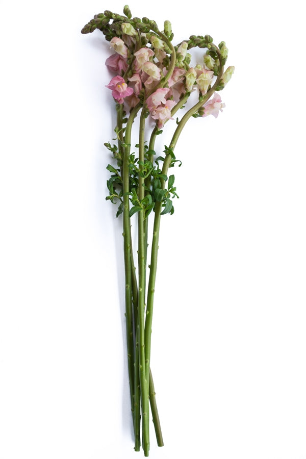 Light Pink Snapdragons