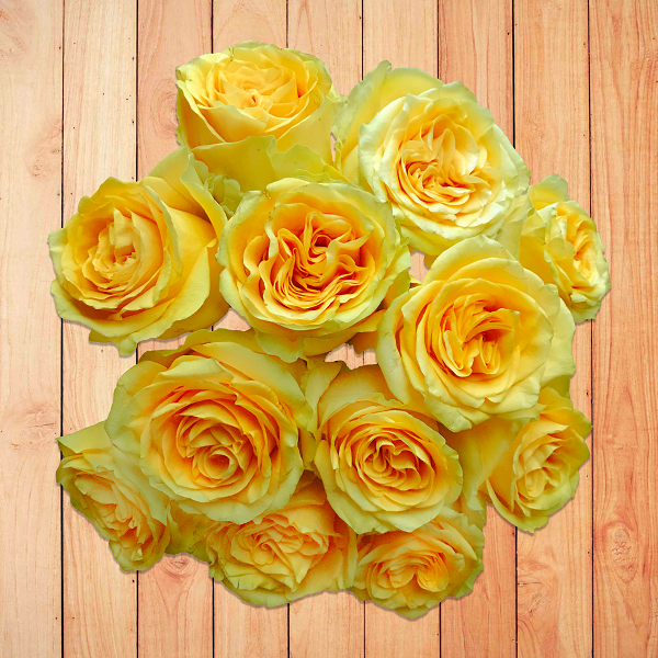 Country Sun | Yellow Garden Roses - Flower Explosion