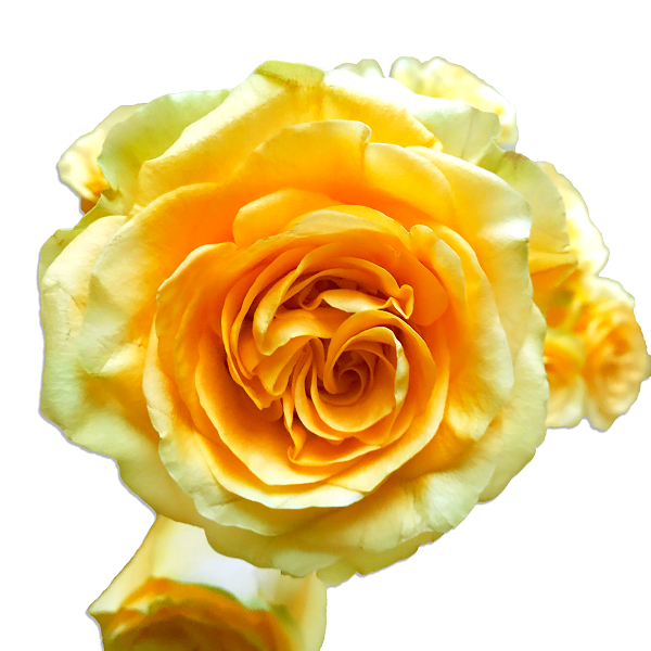 Country Sun | Yellow Garden Roses - Flower Explosion