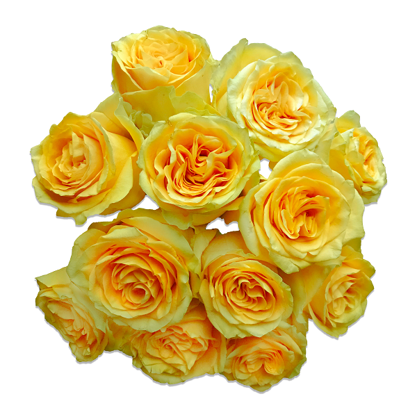 Sun Rose Garden Winter Sun™ Eleganza® Rose Palatine Fruit & Roses