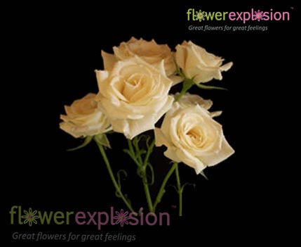 Cream Spray Roses Cream Spray Roses – Flower Explosion