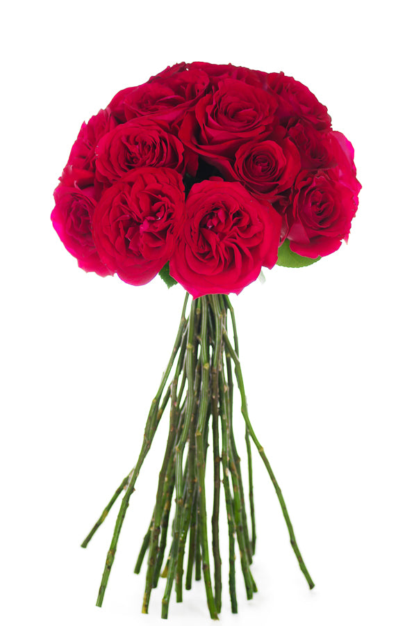 Crimson Garden Rose
