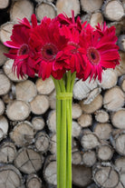 Dark Pink Daisies
