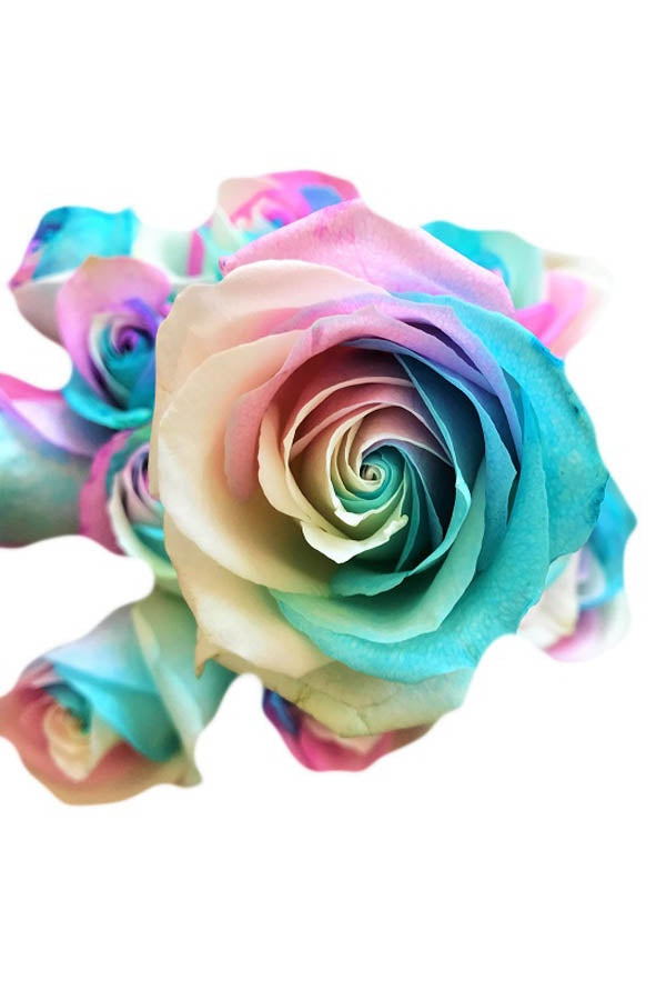 Marshmallow Tinted Roses - Tricolor Roses Online | Flower Explosion