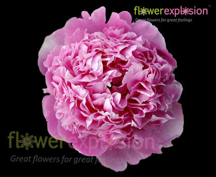Bouquet of bright neon pink peony flowers Stock Photo