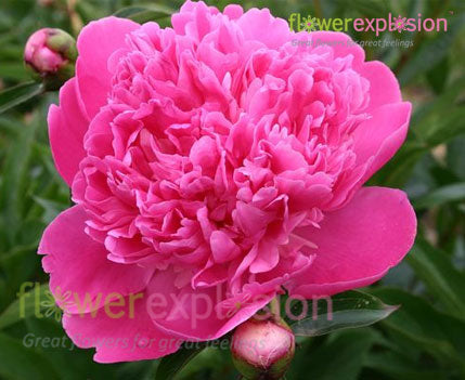 Edulis Superba Hot Pink Peony