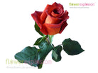 Estelle Terracotta & Cream Rose