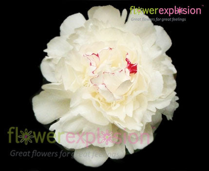 Festiva Maxima Ivory Peony