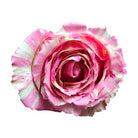 Fiesta Rose