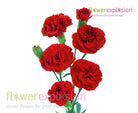 Red Mini Carnations