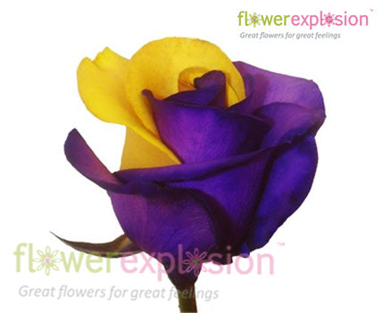 Purple & Yellow Tinted Rose