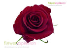 Freedom Red Rose
