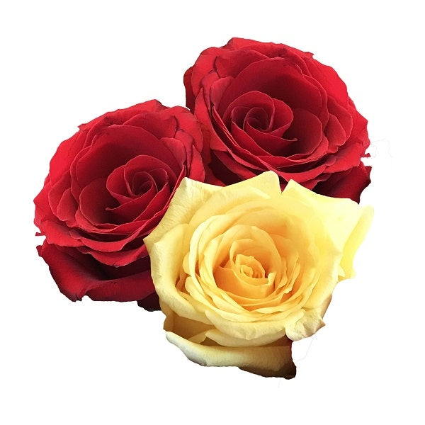 Yellow and Red Roses Medley