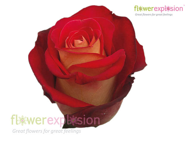 Freindship Roses New Friendship Rose