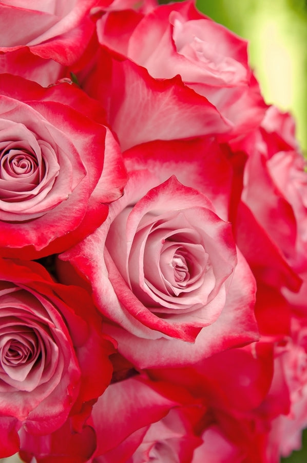 Fuchsia Rose