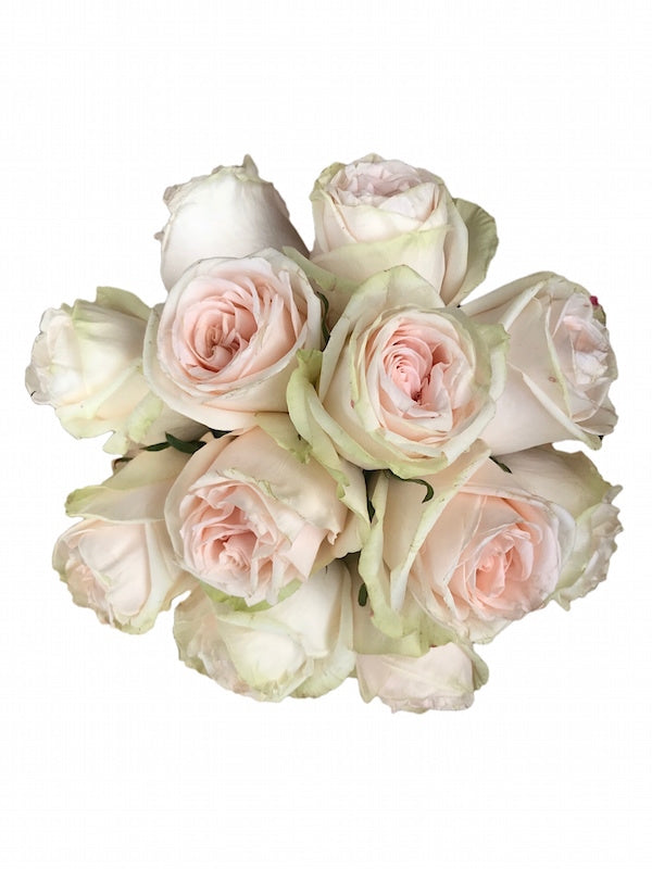 Cream roses - Buy cream roses - Flower Explosion