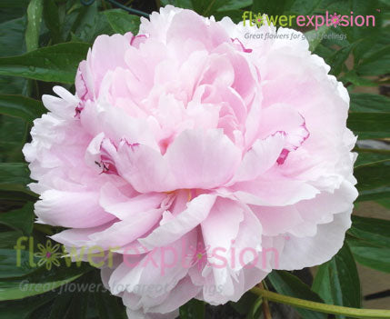 gardenia peony plant Gardenia White and Blush Peony
