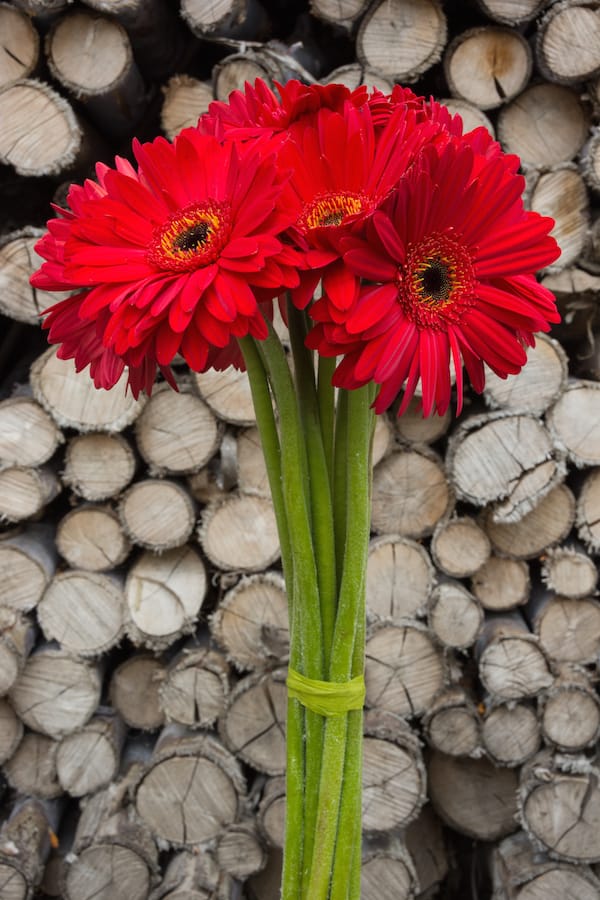 Red Gerberas