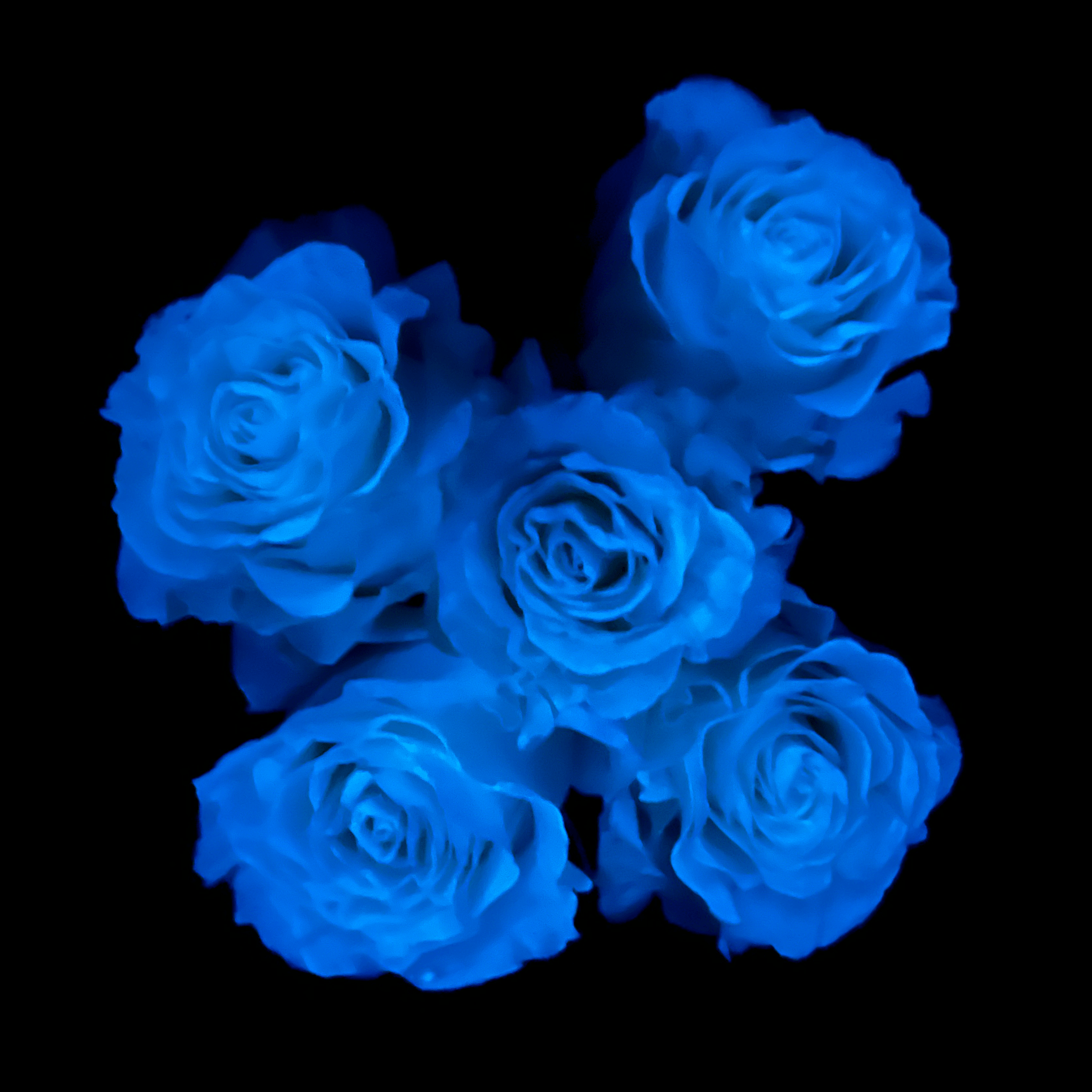 Dark Blue Roses Bouquet