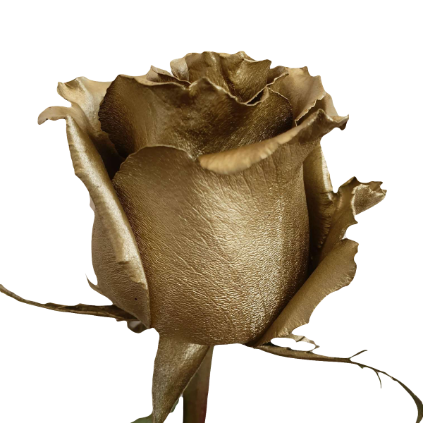 Metallic Gold Roses - Online Flowers for Sale | Flower Explosion