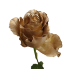 Spray Painted Gold Roses