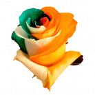 Irish Roses