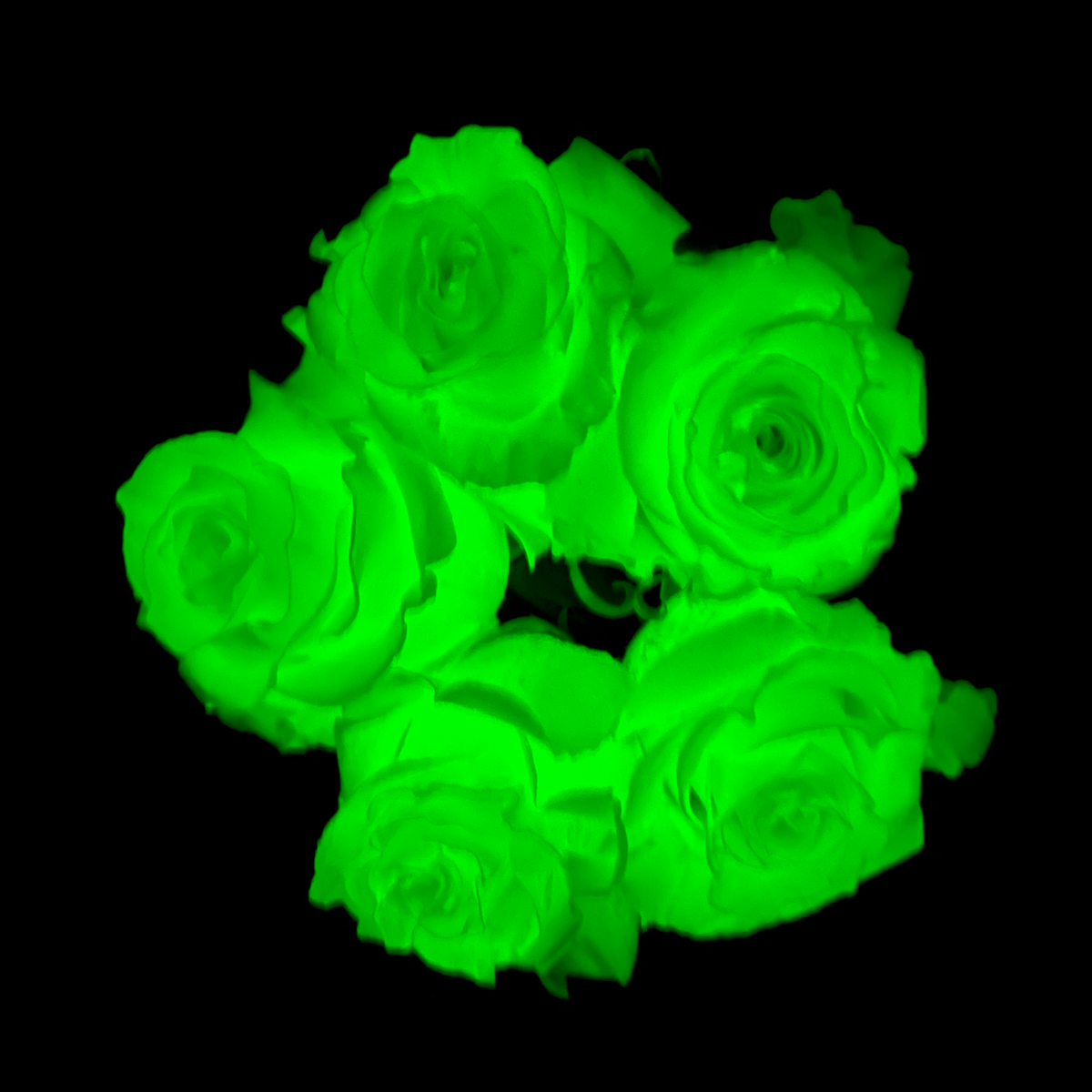 Green Glow In Dark Roses - Flower Explosion